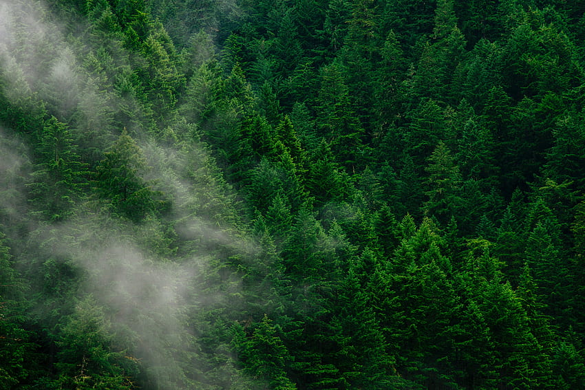 Nature, Trees, View From Above, Forest, Fog HD wallpaper