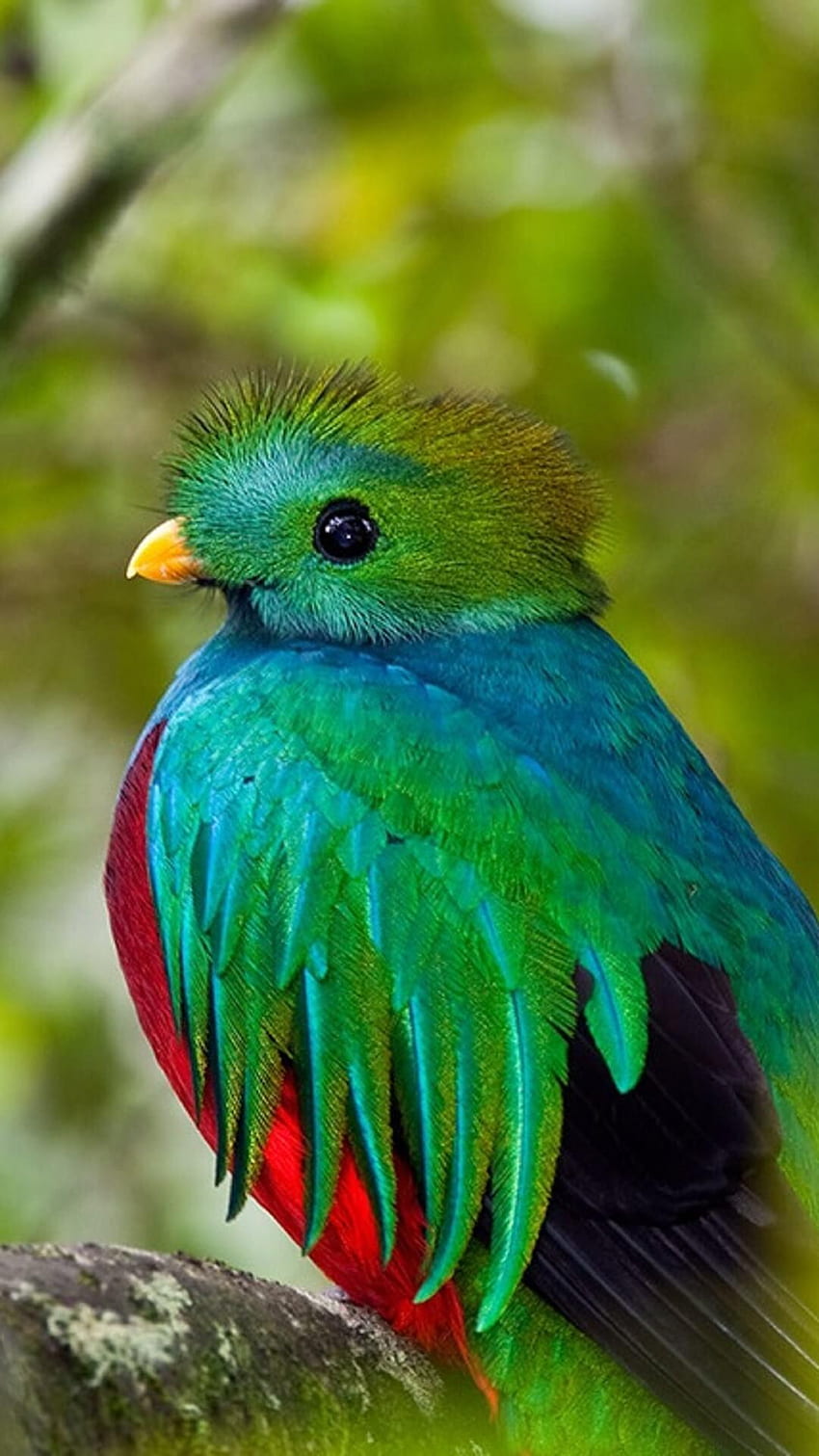 Quetzal for Android HD phone wallpaper