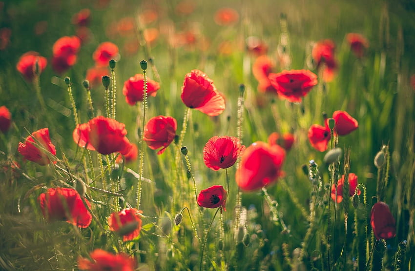 Flowers, Poppies, Summer, Blur, Smooth, Greens, Field HD wallpaper | Pxfuel