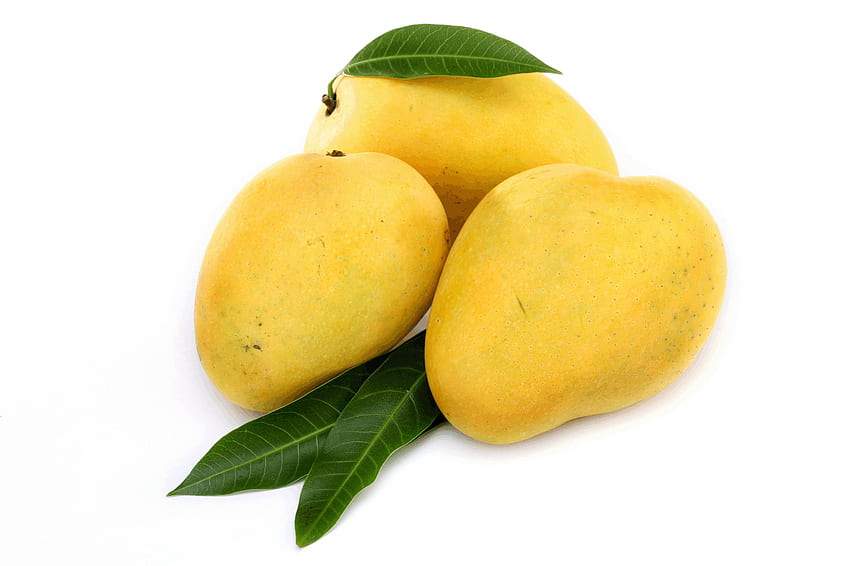Van Whole Produce Blog Archive Mango, Mango Tree papel de parede HD