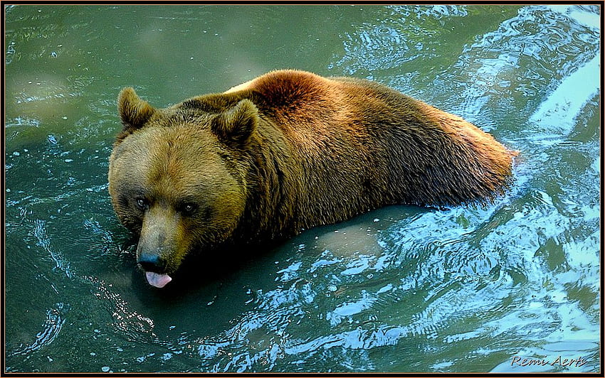 สดชื่น ศิลปะ สีน้ำตาล หมี น้ำ สวนสัตว์ ดี วอลล์เปเปอร์ HD