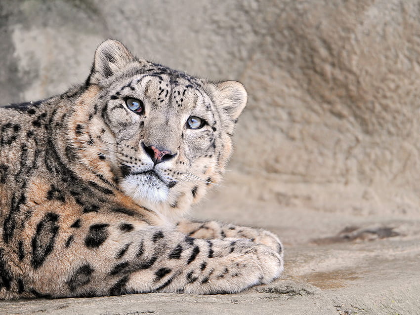 Snow Leopard, animal, sweet, feline, wildlife HD wallpaper