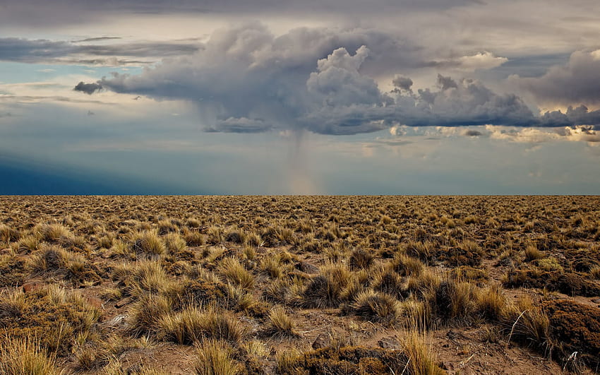 Natur, Wolken, Wüste, Vegetation, vor dem Regen HD-Hintergrundbild
