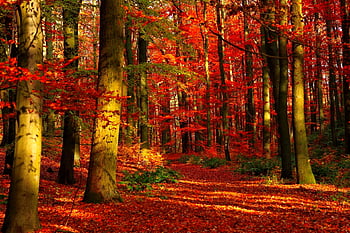 Nature, Trees, Autumn, Forest, Fog, Path, Foliage HD phone wallpaper ...