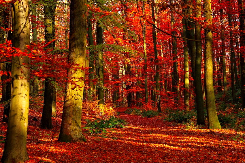 Есенна гора, есен, дървета, есен, красива, гора, листа HD тапет