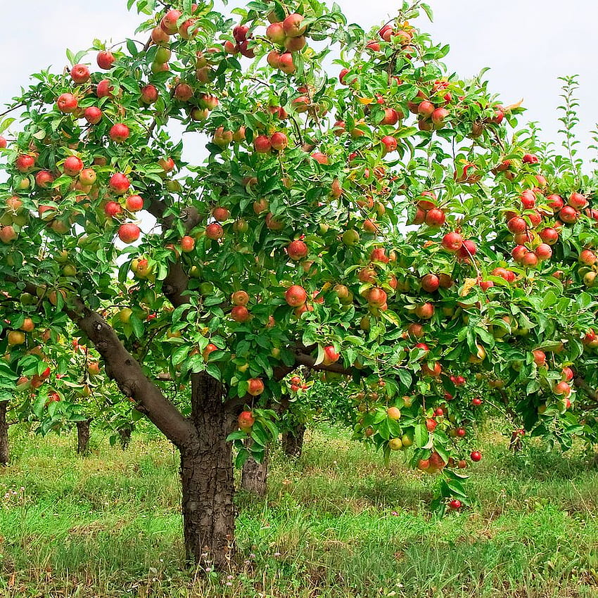 Apfelbaum mit Früchten bedeckt HD-Handy-Hintergrundbild