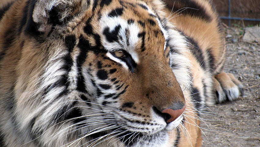 Eye Of The Tiger, tiger, siberian tiger, bengal tiger HD wallpaper