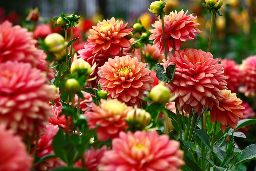 Dahlias, beautiful, flowers, summer, garden, autumn, dahlia HD wallpaper