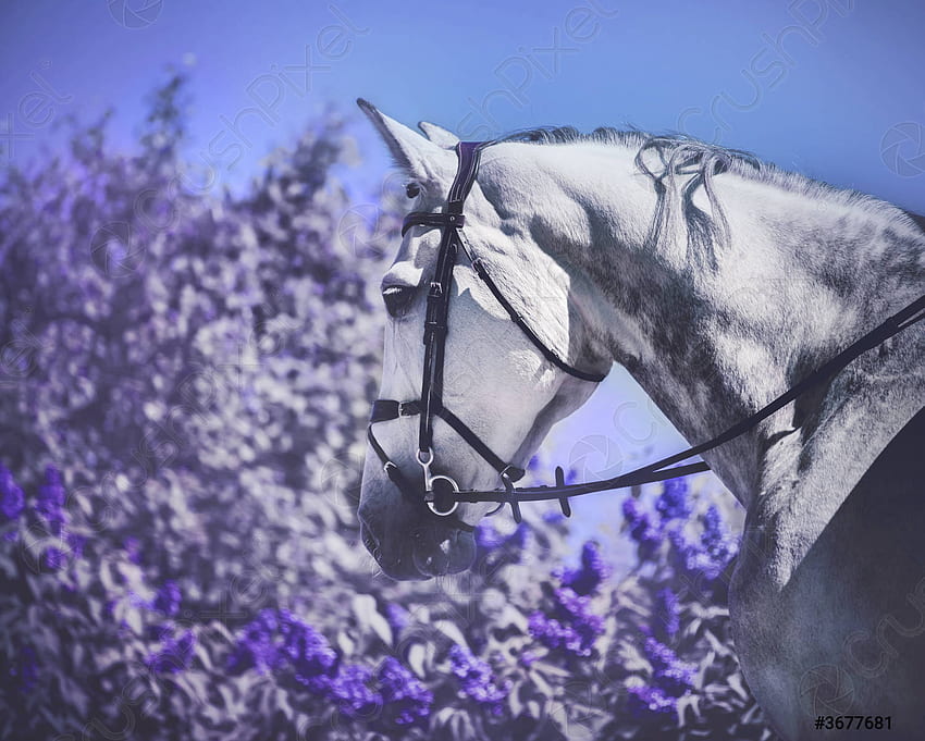 Ritratto di un cavallo grigio pezzato che cammina vicino a un ceppo viola . Crushpixel Sfondo HD