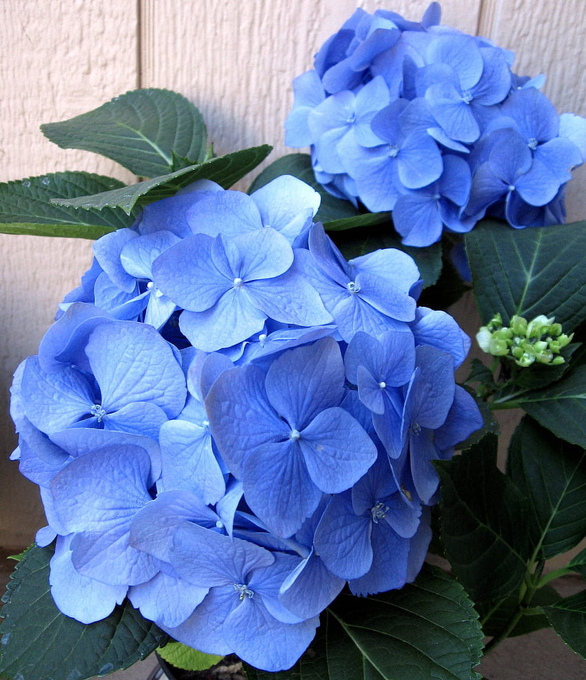 How to Prolong the life of Hydrangea Cut Flowers HD phone wallpaper