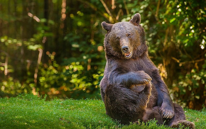 Animals, Grass, Sit, Bear, Fat, Thick, Playful HD wallpaper