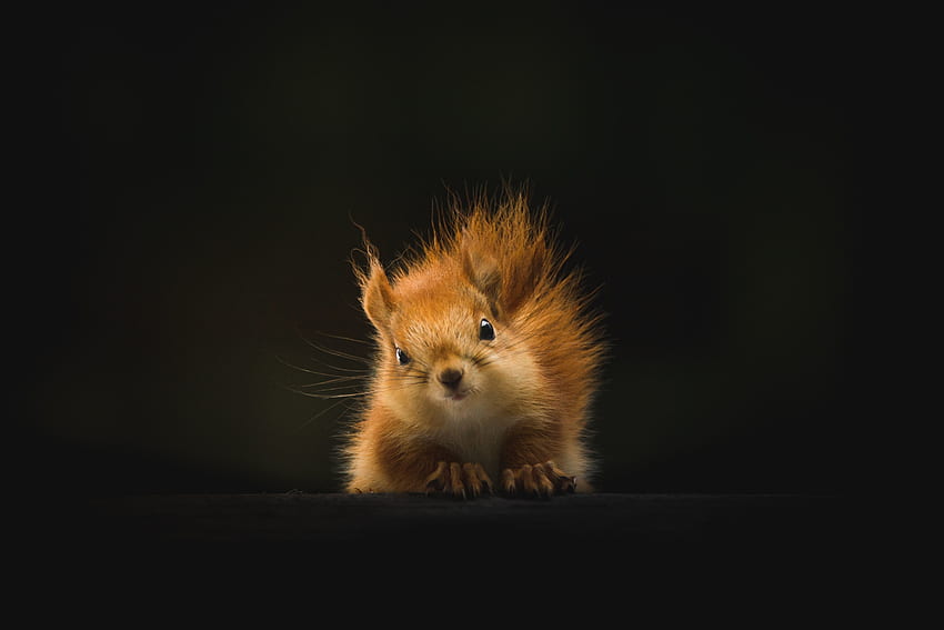 Süßes, rotes Eichhörnchen, Chipmunk, Tier HD-Hintergrundbild
