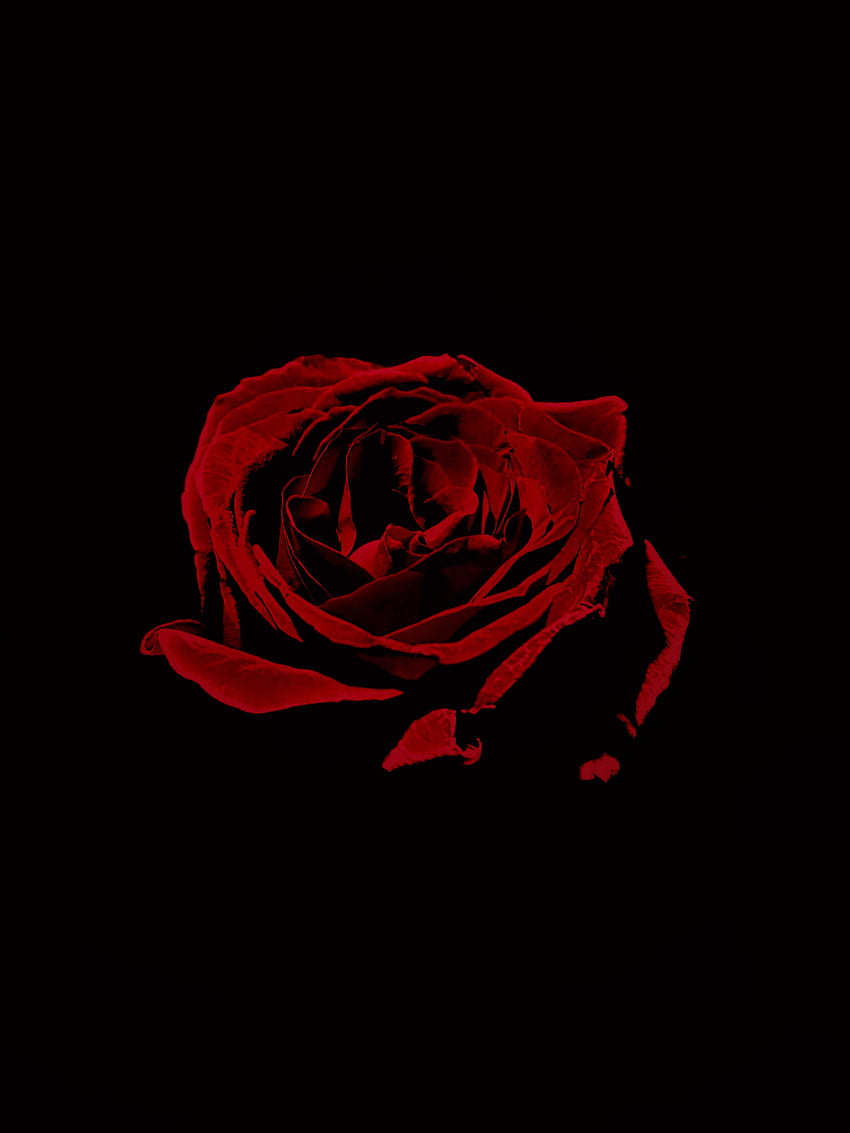 Red rose, portrait HD phone wallpaper | Pxfuel