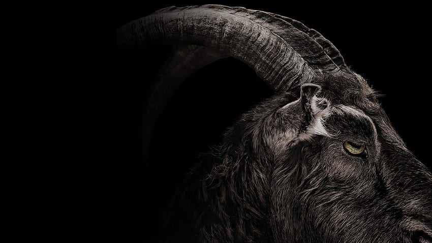 Black Phillip Exemplifies the Haunting Mystique of Goats. Bloodbath, Goat Art HD wallpaper