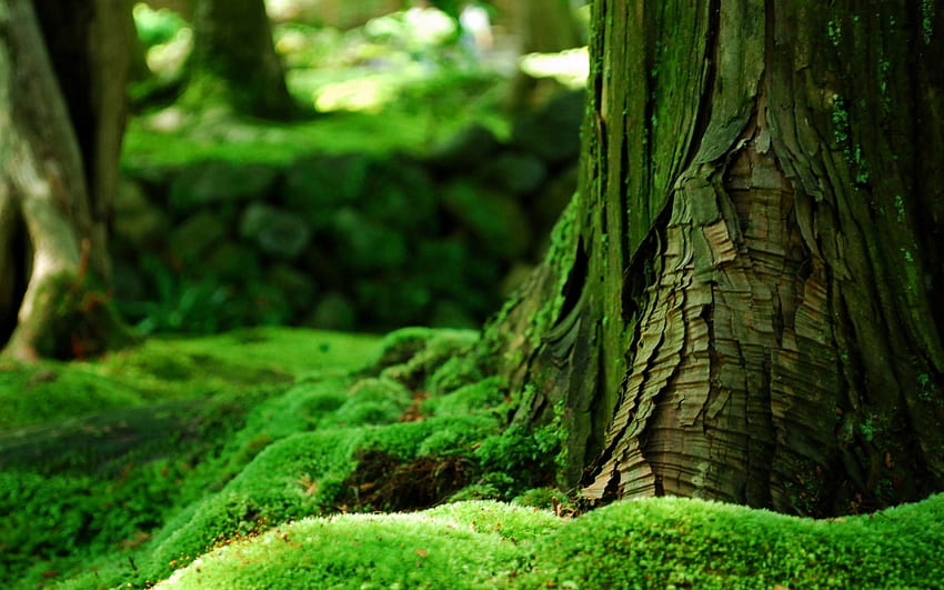 Piękna zieleń, piękna natura, niesamowita, zieleń Tapeta HD