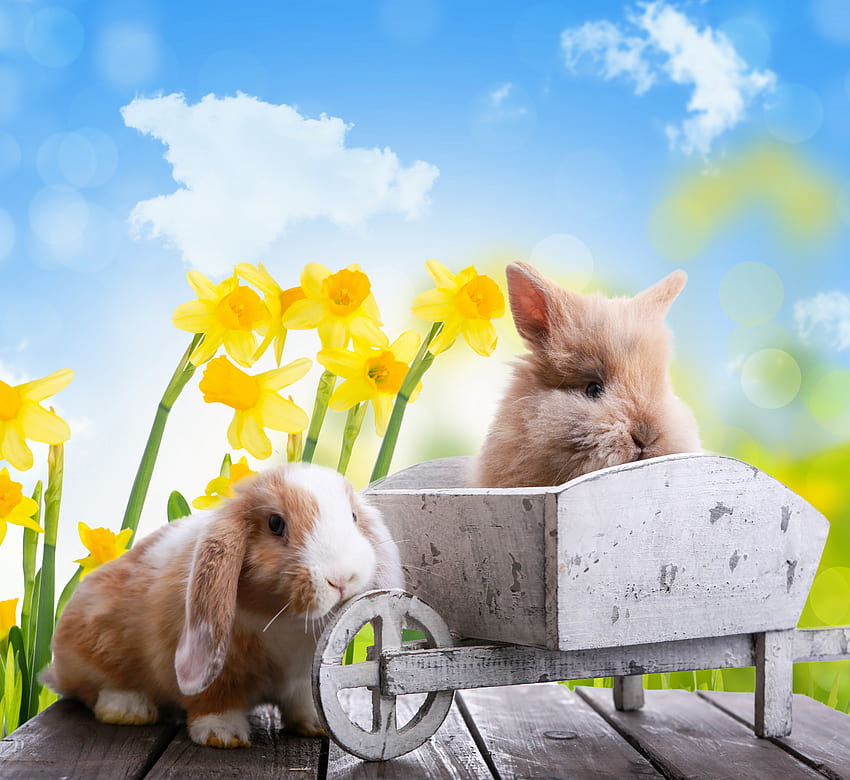 Easter bunnies, bunnies, sunshine, holidays, daffodils, Easter, flowers, spring, fresh HD wallpaper