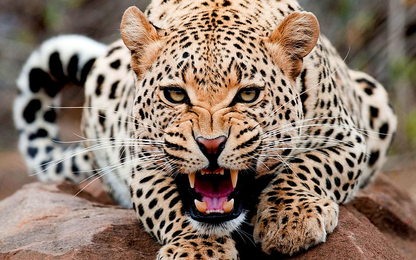 animais, leopardos papel de parede HD