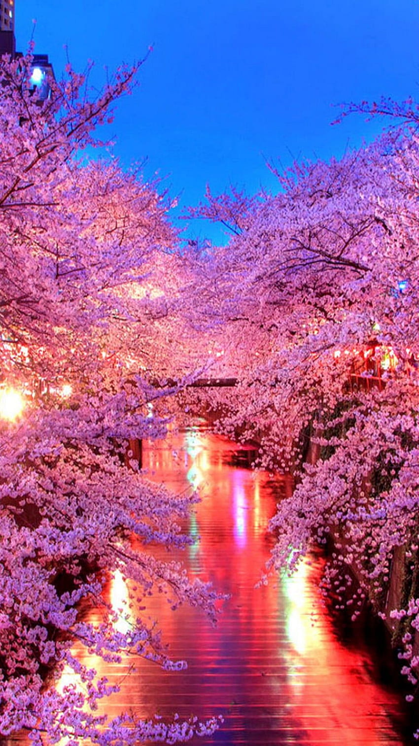 cherry blossoms at night HD phone wallpaper