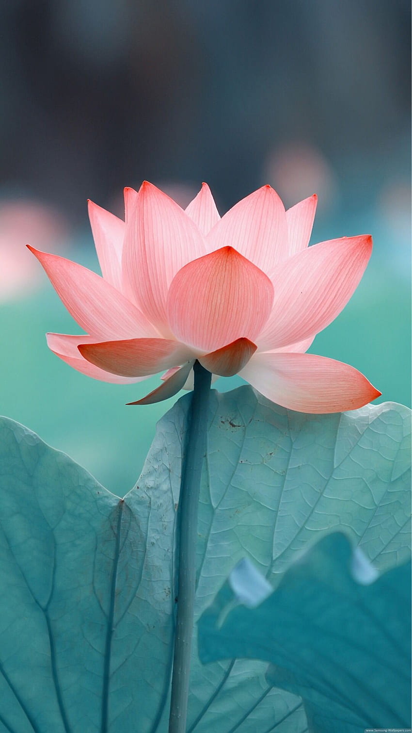 Zdjęcie. Flower , Flowers graphy, Beautiful flowers, Lotus Yoga HD phone wallpaper