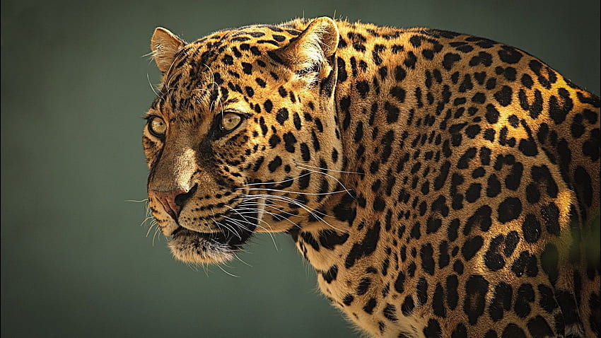 zwierzęta, dzika przyroda, Jaguar, koci, lamparty, dzikie zwierzęta, dziki Tapeta HD