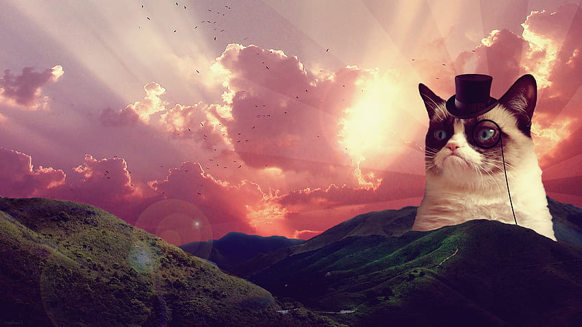 Fancy Grumpy Cat, Weird Cat HD wallpaper