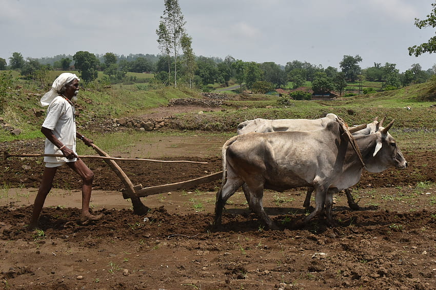 Elezioni indiane 2019: gli agricoltori indiani stanno ricevendo quanto promesso?, Indian Agriculture Sfondo HD