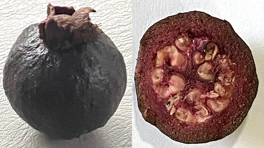 Rare black guava leave Twitterverse surprised. Seen yet?. Offbeat News – India TV, Black Fruit HD wallpaper