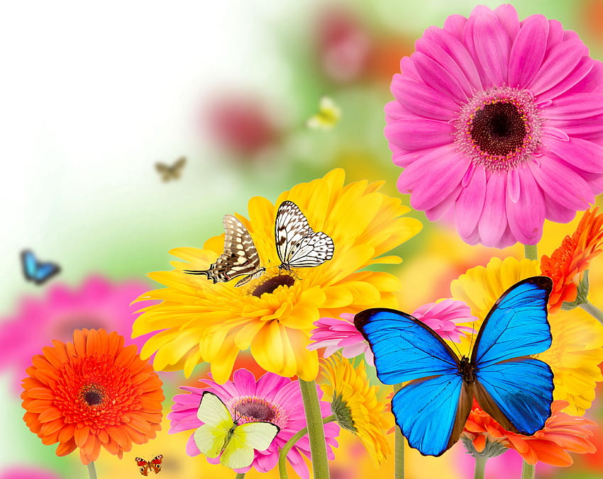 gerberas, Butterflies, Flowers, Butterfly, Bokeh, Summer, Spring / and Mobile Background HD wallpaper