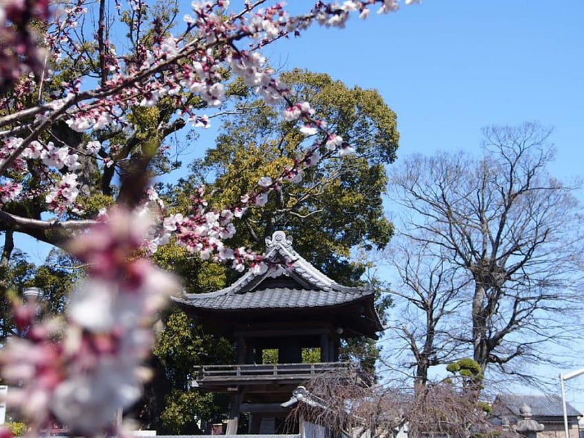 Храм Сайко-джи, японски, храм, япония, сакура, черешов цвят, цветя HD тапет