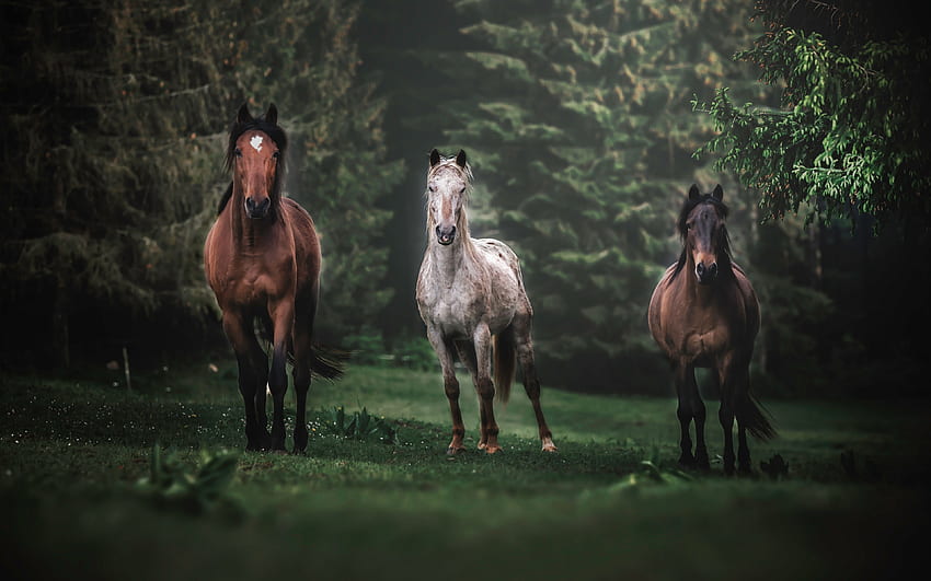 konie, zwierzęta, stado, bieg, portret Tapeta HD