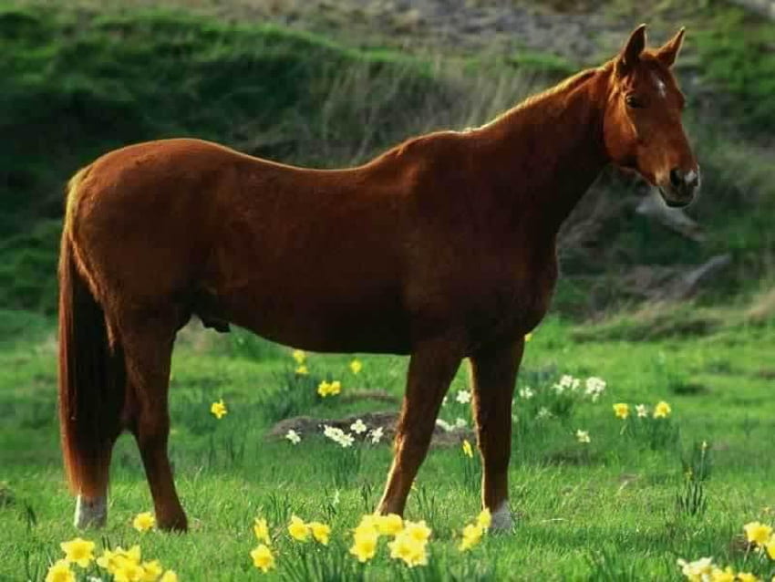 a good horse, brown, male, field, daffiols HD wallpaper