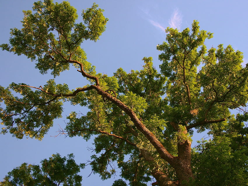 Natura, niebo, lato, drewno, drzewo, gałęzie, od dołu, bylina Tapeta HD