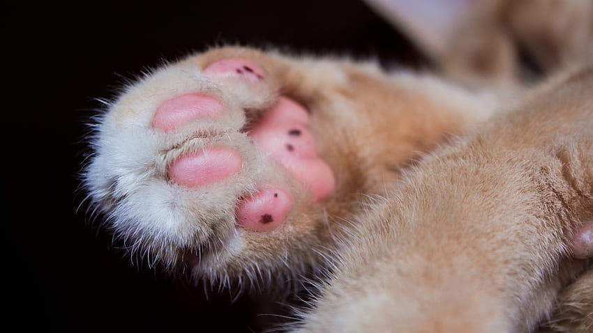 Paw, pisica, animal, pink, cat HD wallpaper