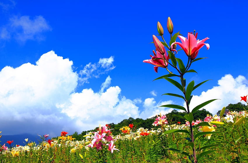 Flowers, Sky, Lilies, Positive, Polyana, Glade, Sunny HD wallpaper