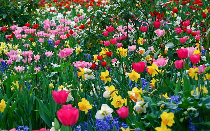 As flores fazem parte da beleza existente, enquanto os vasos de plantas. 2020 papel de parede HD
