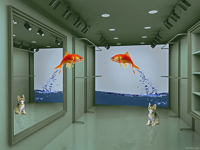 Fish Jump, Funny Fish HD wallpaper