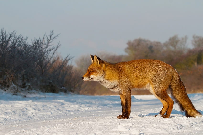 Животни, сняг, лисица, лов, лов, внимателност, внимание HD тапет