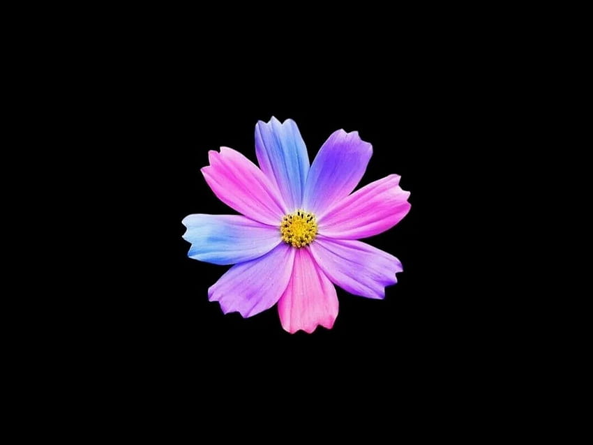 vivid bright flower, dark, , , background, 9b5f56, 3 Ultra Dark HD wallpaper