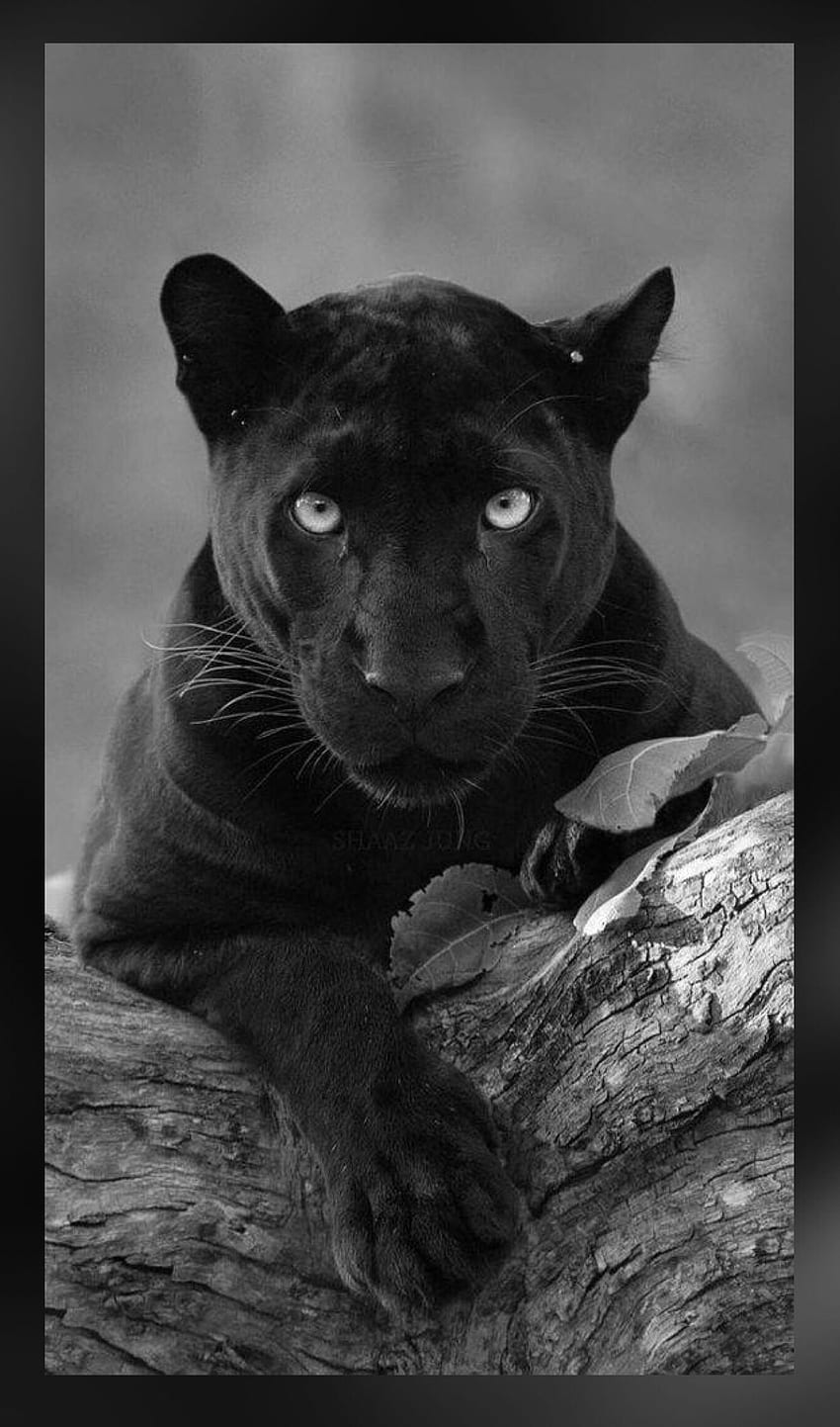 エホバの驚くべき創造物に関するカレン。 猫、黒豹、Black Panther Animal Dell HD電話の壁紙
