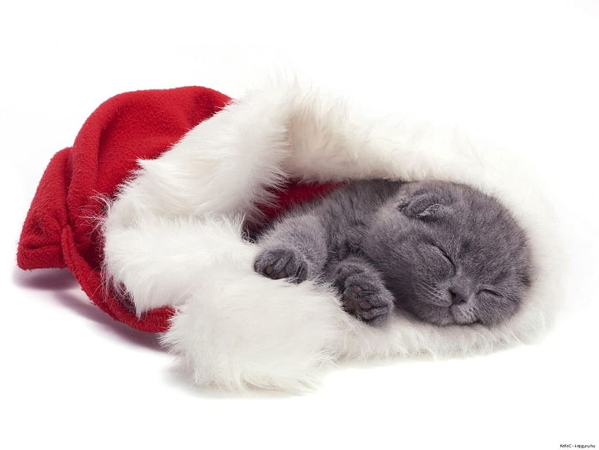 Bożonarodzeniowy kotek, kotek, zwierzę, koci, kot, wakacje, Boże Narodzenie, zwierzak, Święty Mikołaj, kapelusz Tapeta HD