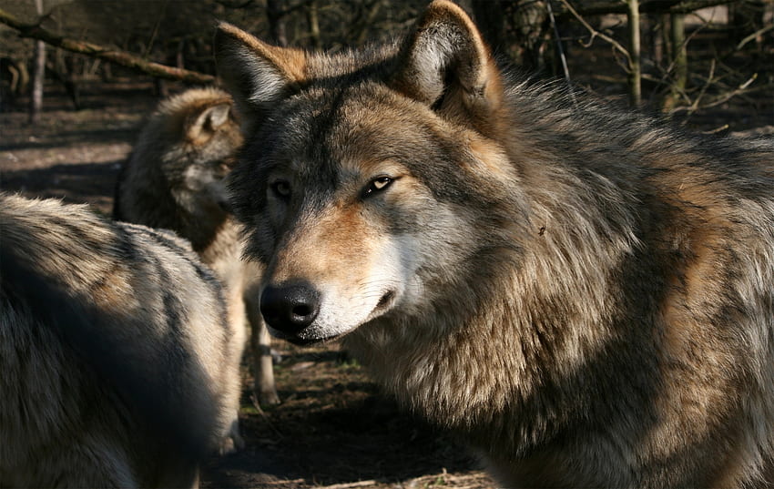 zwierzęta, kaganiec, drapieżnik, wilk, dziki Tapeta HD