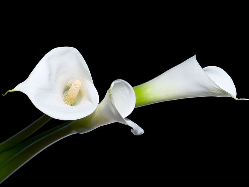 Calla Lily . Background. Lily HD wallpaper