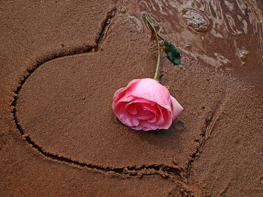 heart, sea, sand, graphy, beautiful, romance, nice, beach, rose, pink, flower, love, cool, nature, , water HD wallpaper