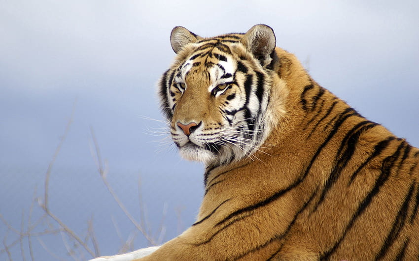 Animals, To Lie Down, Lie, Striped, Predator, Amur Tiger HD wallpaper