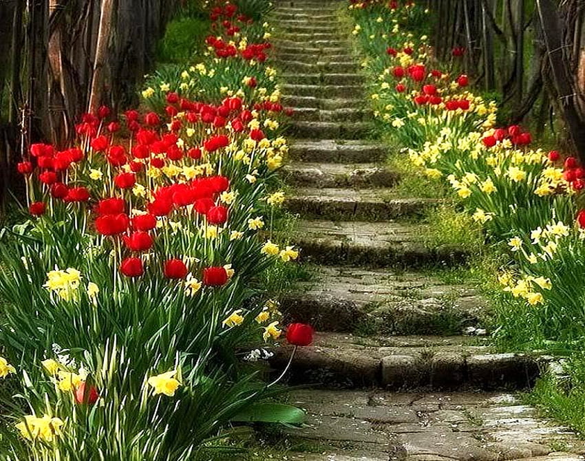 Tulip stairway, stairs, daffodils, concrete, red and yellow, flowers, tulips HD wallpaper