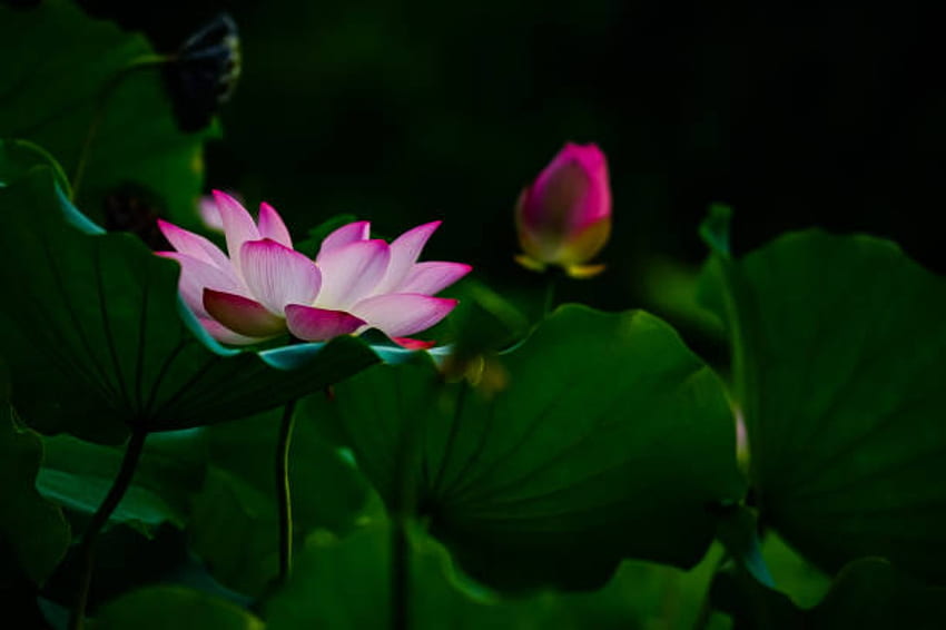 ดอกบัว ดอกไม้ หน่อ สีชมพู วอลล์เปเปอร์ HD