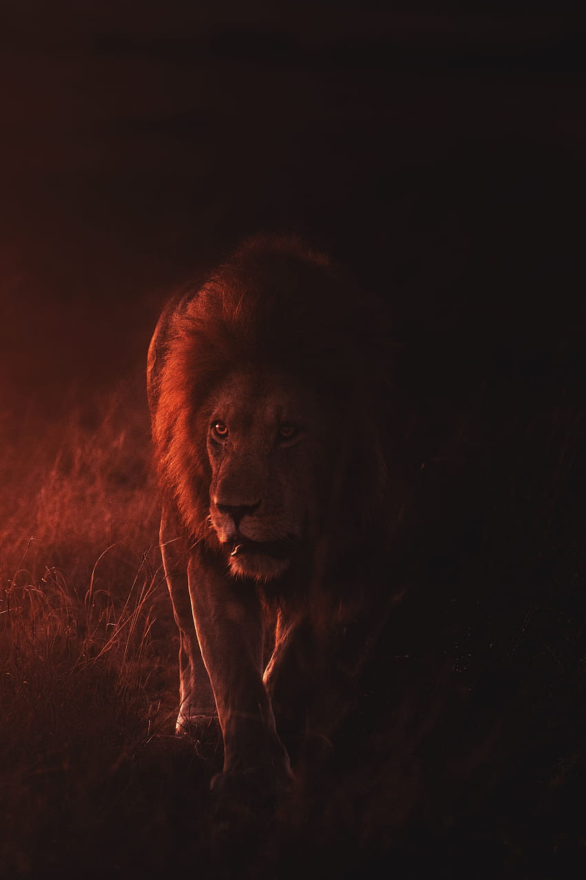 Animals, Lion, Predator, Big Cat, Wildlife, King Of Beasts, King Of The Beasts HD phone wallpaper