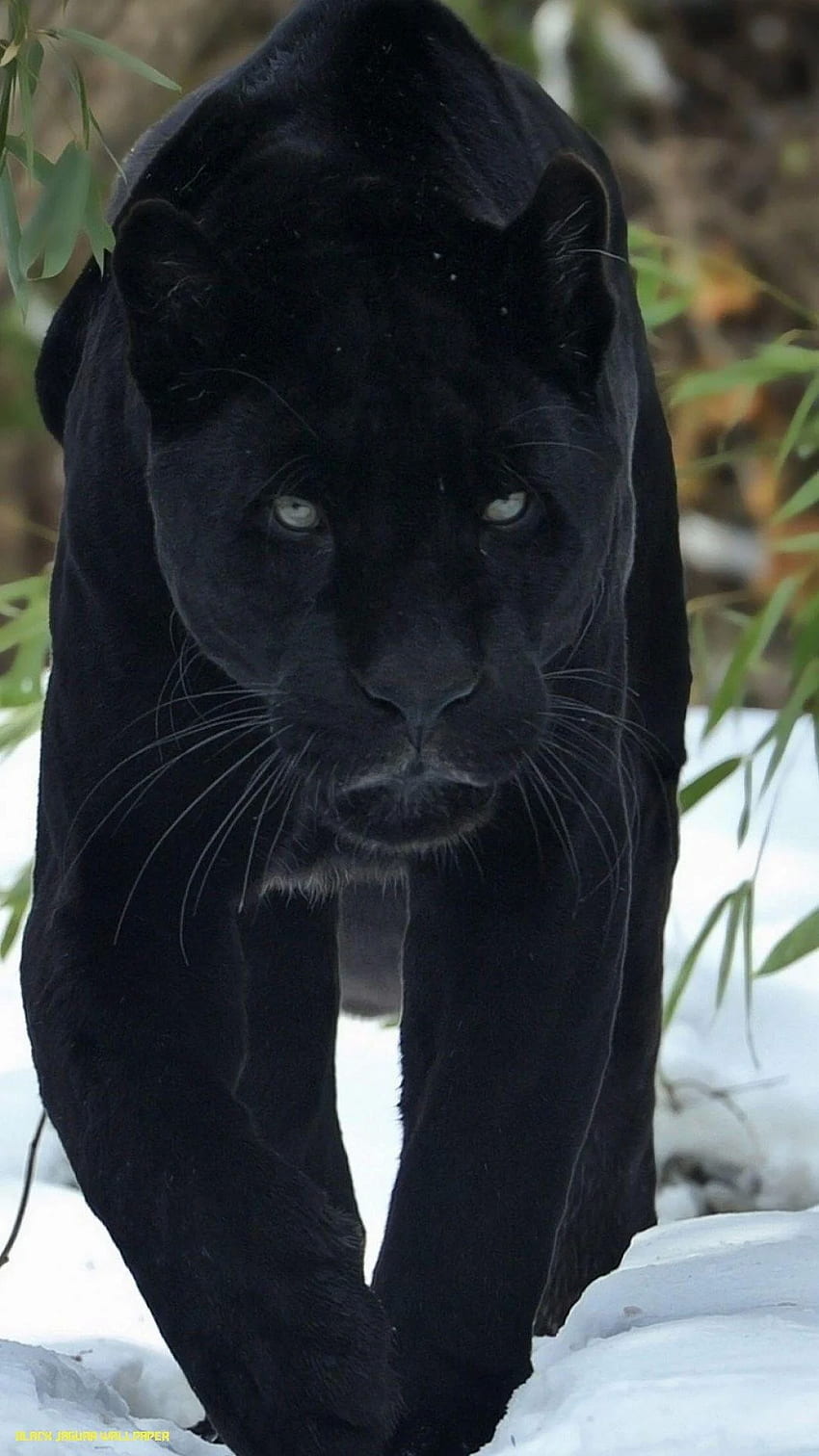 Animal panthère noire - jaguar noir Fond d'écran de téléphone HD