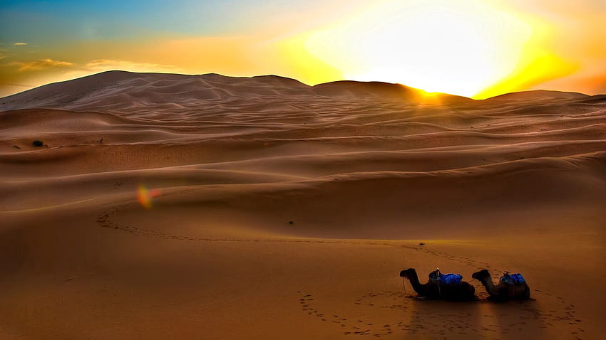 Nature, Sunset, Sun, Sand, Desert, Camels, Evening, Traces HD wallpaper