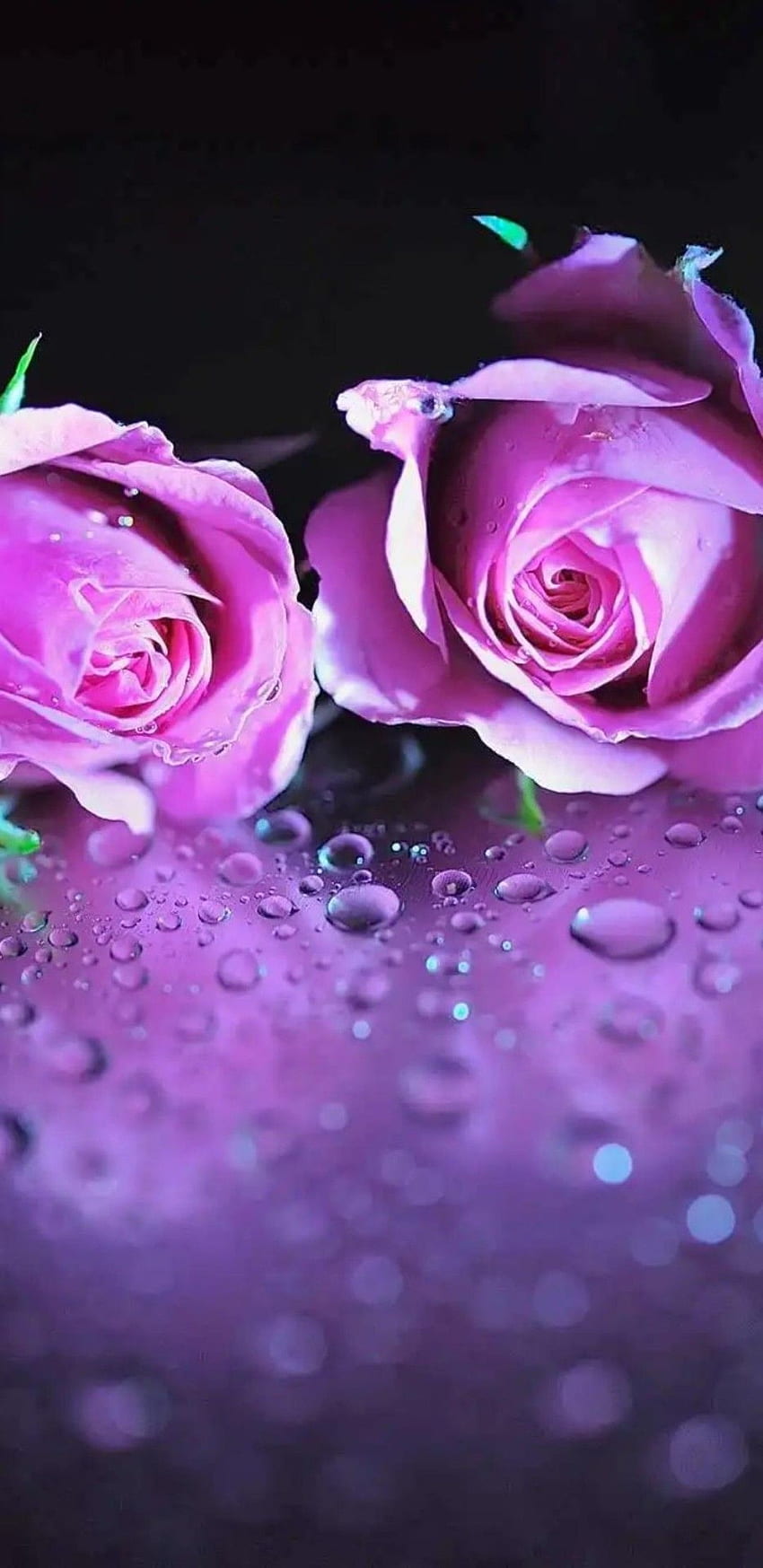 Pennie Lobin on . Flowers, , Beautiful, Purple Rose HD phone wallpaper
